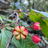 Ochna jabotapita L.